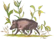 Fids67 fids67